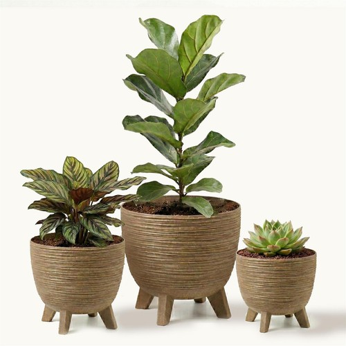 Brown plant pots - plant, legs