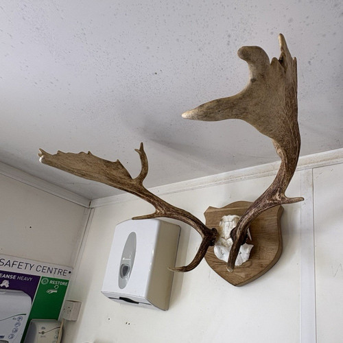 Mounted elk skull - mounted, with