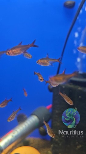 Ember tetra hyphessobrycon - ember, (hyphessobrycon