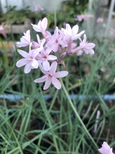 New tulbaghia pink - new,