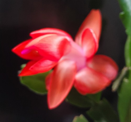 Briight red christmas cactus - red,