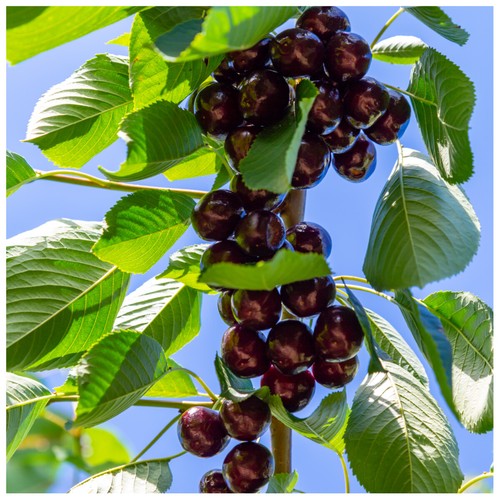 Hedelfinger cherry tree 5ft - hedelfinger, 4-5ft