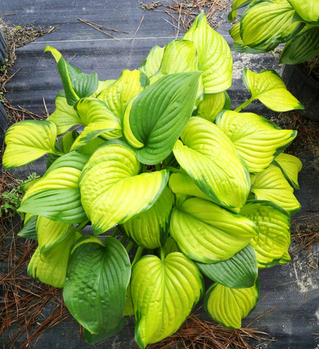 Hosta stained glass plantain - stained,
