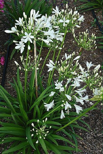 Agapanthus snow pixie - 3,