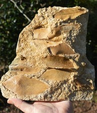 HUGE 1.5KG , AMAZING & RARE