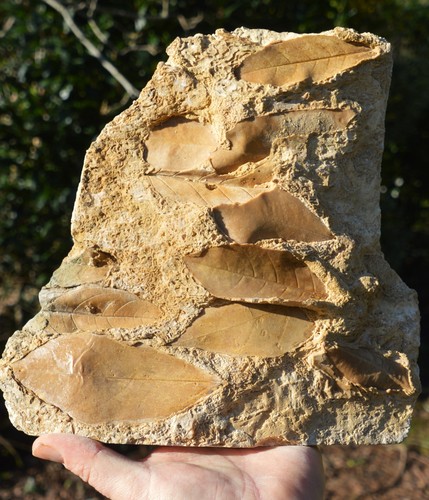 Huge 5kg amazing rare - amazing,