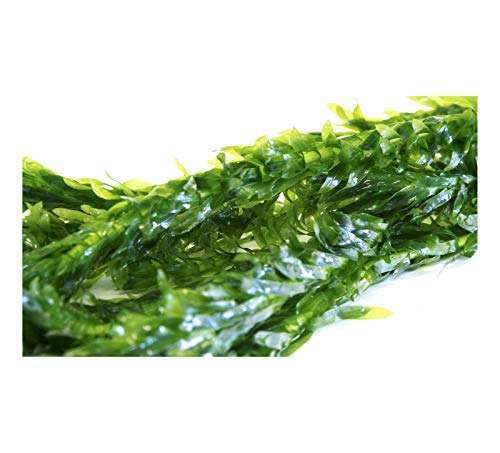 Elodea densa lead - x, 5