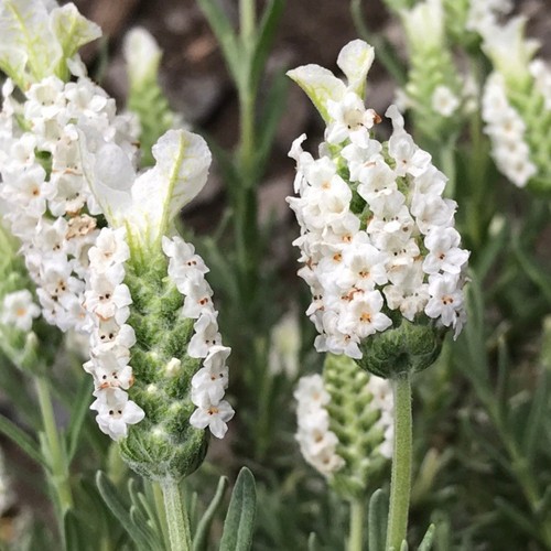 Lavender plug plants compact