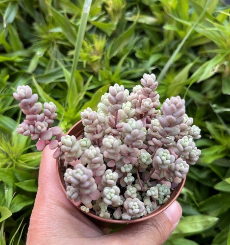 10x sedum dasyphyllum - 10x,