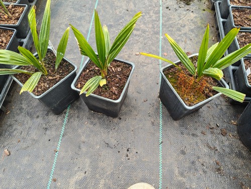 Trachycarpus fortunei