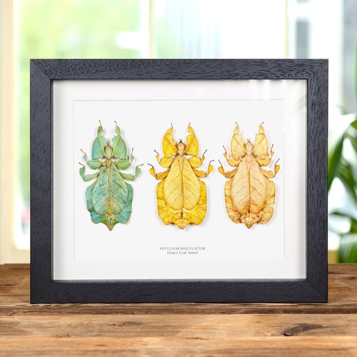 Gray leaf insect trio - in, box