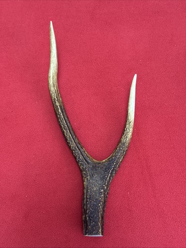One piece deer antler - deer, antler,