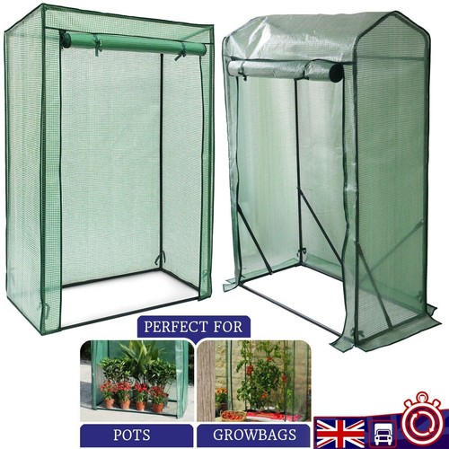 Garden tomato plant - plant, growbag