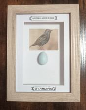 Framed British Birds Eggs