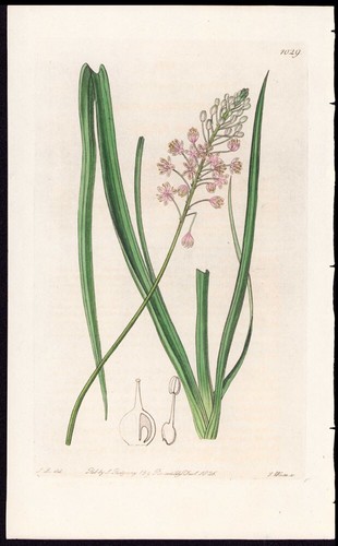 1829 edwards botanical - 1829,