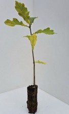 English Oak Saplings (Quercus