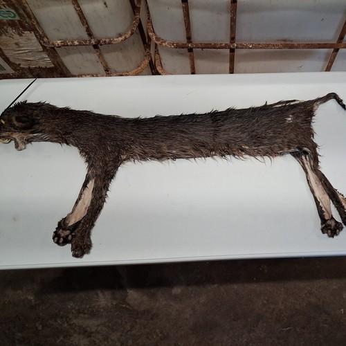 Taxidermy iowa bobcat - bobcat,, wet