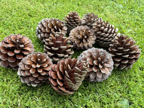 Medium pine cones 9cm - 11, 8-9cm