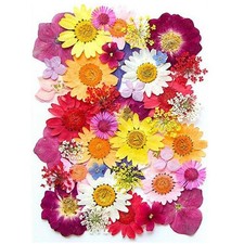 Nature Dried Pressed Flowers