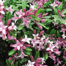 T&M Daphne Perennial Shrubs