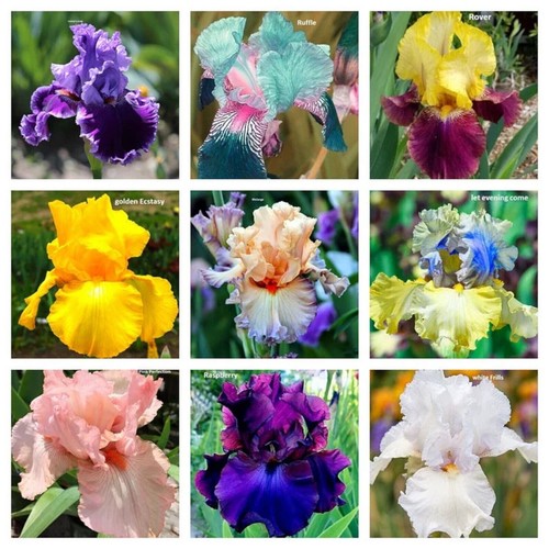 Seeds iris flowering bloom - 50,