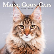 Maine Coon Cats Calendar 2026 - Animal - Month To View