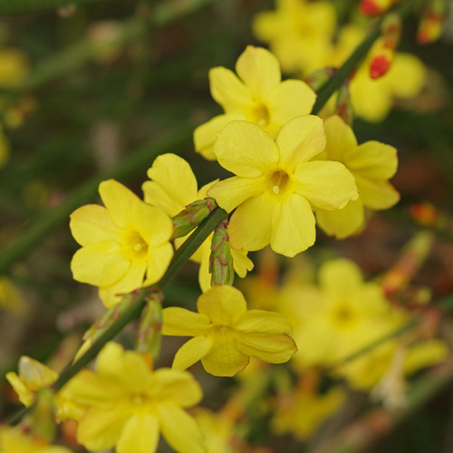Jasminum nudiflorum winter - jasminum,