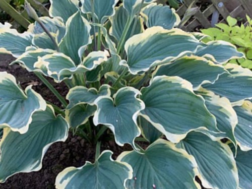Hosta hope springs eternal - hope,