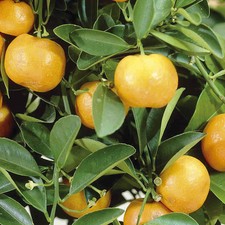 Orange tree fruit bush citrus - tree,