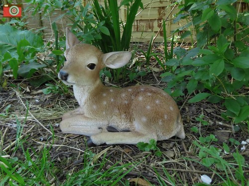 Fallow deer laying - fallow,