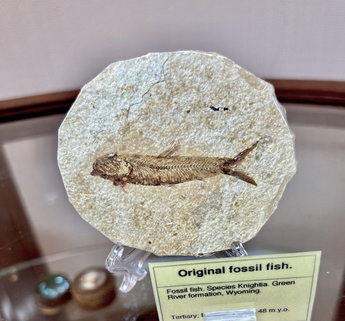 Fossil fish kemmerer - fish, on