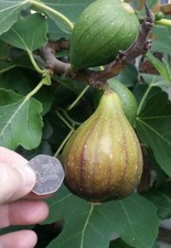 FICUS CARICA BROWN TURKEY, Fig, hardy fruit shrub, self fertile, 20-30cm
