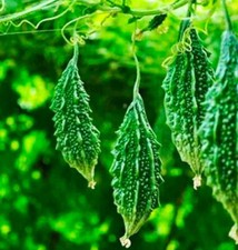 10 Fresh Bangladeshi Bitter