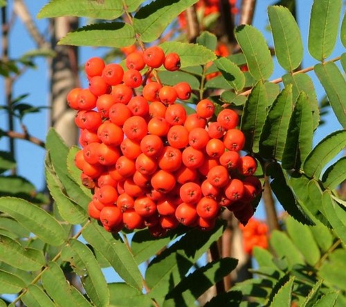 Rowan tree 9cm pot - in, a