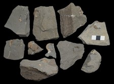 10 unprepared ammonite