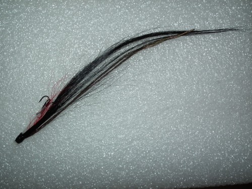 Salmon seatrout 1 - -----,