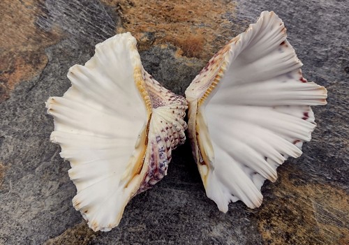 Bear paw clam seashell - paw,