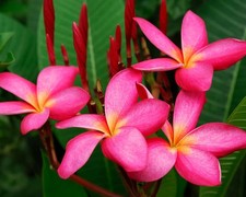 Plumeria rubra |Plug plant