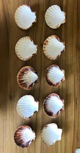 Lot scallop sea shells - lot, of