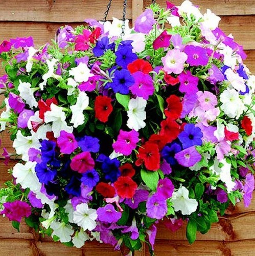 100 balcony mix petunia seeds - 100,