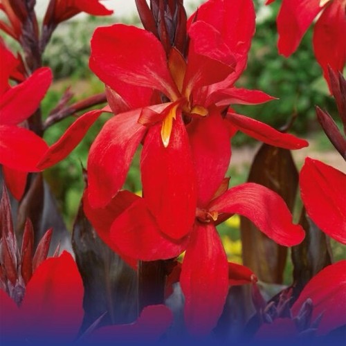 Canna red futurity pot - futurity, 2l