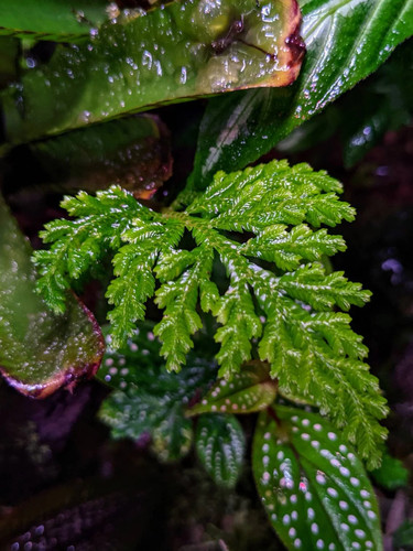 Selaginella hoffmannii