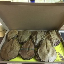 Pack of 100 Sea Almond Tree Leaves 10-15cm (approx 100 grams) Terminalia Catappa Leaves