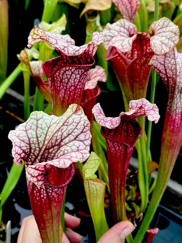 Sarracenia pink white - sarracenia, pink/white