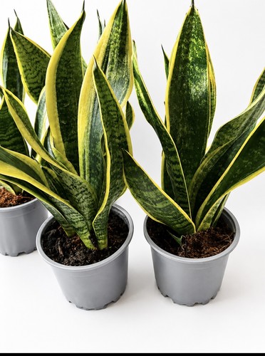 Air purifier snake plant - purifier,