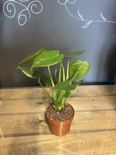Monstera swiss cheese plant - monstera, in