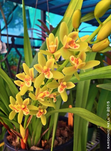 Cymbidium peewee solana - peewee, 'solana