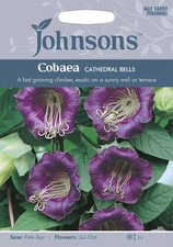 Johnsons Flower Seed Cobaea Cathedral Bells Seeds - sow by date 2028