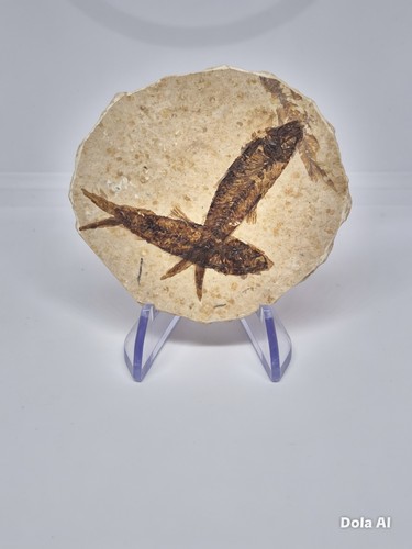 Knightia eocaena prepared - knightia,