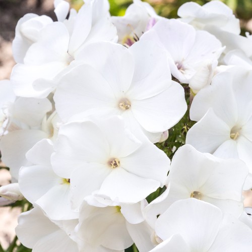 Phlox famous white fragrant - phlox,